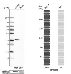 Invitrogen STARD10 Polyclonal Antibody 100 &mu;L; Unconjugated:Antibodies,