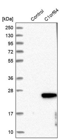 Invitrogen&trade;&nbsp;ERRF Polyclonal Antibody