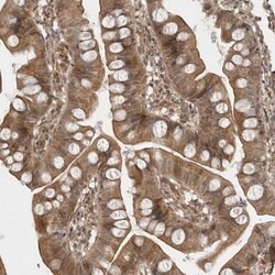 Invitrogen CCDC132 Polyclonal Antibody 100 &mu;L; Unconjugated:Antibodies,