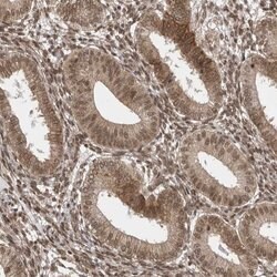 Invitrogen CCDC132 Polyclonal Antibody 100 &mu;L; Unconjugated:Antibodies,