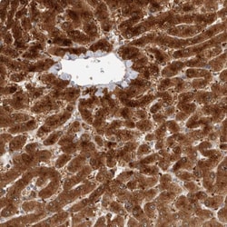 Invitrogen ACTL9 Polyclonal Antibody 100 &mu;L; Unconjugated:Antibodies,