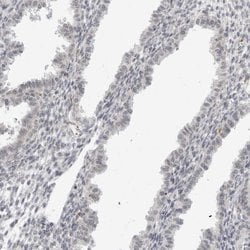 Invitrogen SUGCT Polyclonal Antibody 100 &mu;L; Unconjugated:Antibodies,