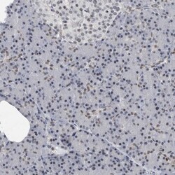 Invitrogen POLD2 Polyclonal Antibody 100 &mu;L; Unconjugated:Antibodies,