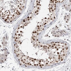Invitrogen POLD2 Polyclonal Antibody 100 &mu;L; Unconjugated:Antibodies,