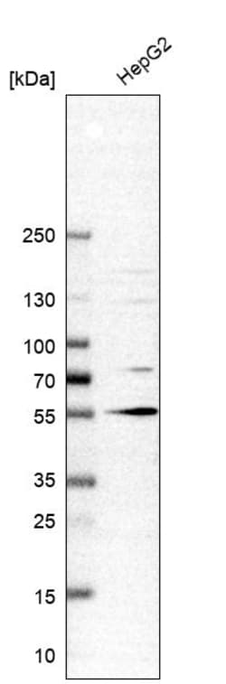 Invitrogen Tug Polyclonal Antibody 100 &mu;L | Buy Online | Invitrogen&trade; | Fisher Scientific