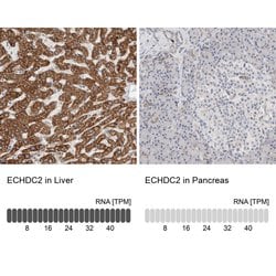 ECHDC2 Polyclonal Antibody:Antibodies, Polyclonal