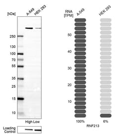Invitrogen RNF213 Polyclonal Antibody 100 &mu;L; Unconjugated:Antibodies,