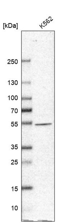Invitrogen NARS2 Polyclonal Antibody 100 &mu;L | Buy Online | Invitrogen&trade; | Fisher Scientific