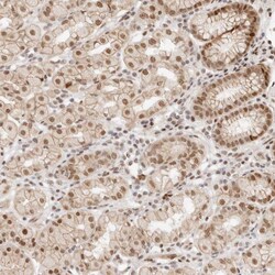 Hoxc5 Polyclonal Antibody:Antibodies, Polyclonal