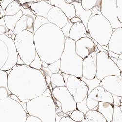 Invitrogen APM2 Polyclonal Antibody 100 &mu;L; Unconjugated:Antibodies,