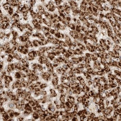 Invitrogen DMBX1 Polyclonal Antibody 100 &mu;L; Unconjugated:Antibodies,