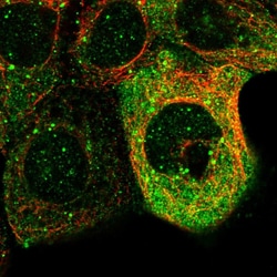 Invitrogen PCDH17 Polyclonal Antibody 100 &mu;L; Unconjugated:Antibodies,