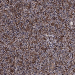Invitrogen PCDH17 Polyclonal Antibody 100 &mu;L; Unconjugated:Antibodies,
