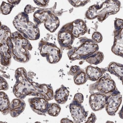 Invitrogen PCDH17 Polyclonal Antibody 100 &mu;L; Unconjugated:Antibodies,