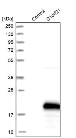 Invitrogen C1orf21 Polyclonal Antibody 100 &mu;L; Unconjugated:Antibodies,