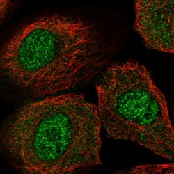 Invitrogen PTPDC1 Polyclonal Antibody 100 &mu;L; Unconjugated:Antibodies,