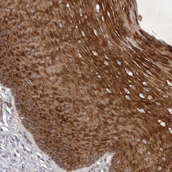 Invitrogen PTPDC1 Polyclonal Antibody 100 &mu;L; Unconjugated:Antibodies,