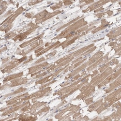 Invitrogen PTPDC1 Polyclonal Antibody 100 &mu;L; Unconjugated:Antibodies,