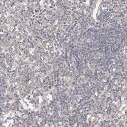 Invitrogen PTPDC1 Polyclonal Antibody 100 &mu;L; Unconjugated:Antibodies,