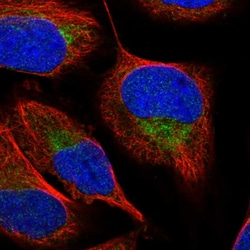 Invitrogen SFXN2 Polyclonal Antibody 100 &mu;L; Unconjugated:Antibodies,