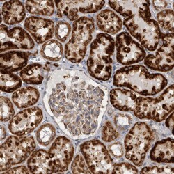Invitrogen SFXN2 Polyclonal Antibody 100 &mu;L; Unconjugated:Antibodies,