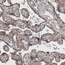 Invitrogen SFXN2 Polyclonal Antibody 100 &mu;L; Unconjugated:Antibodies,