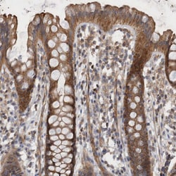 Invitrogen SFXN2 Polyclonal Antibody 100 &mu;L; Unconjugated:Antibodies,
