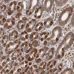Invitrogen SFXN2 Polyclonal Antibody 100 &mu;L; Unconjugated:Antibodies,