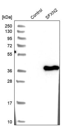 Invitrogen SFXN2 Polyclonal Antibody 100 &mu;L; Unconjugated:Antibodies,