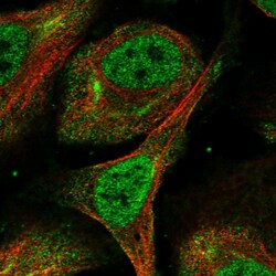 Invitrogen ZNF503 Polyclonal Antibody 100 &mu;L; Unconjugated:Antibodies,