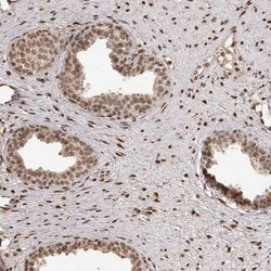 Invitrogen ZNF503 Polyclonal Antibody 100 &mu;L; Unconjugated:Antibodies,