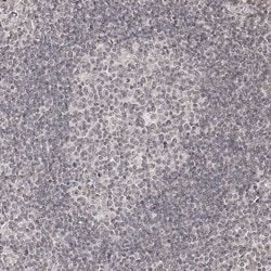 Invitrogen ZNF503 Polyclonal Antibody 100 &mu;L; Unconjugated:Antibodies,