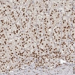 Invitrogen ZNF503 Polyclonal Antibody 100 &mu;L; Unconjugated:Antibodies,