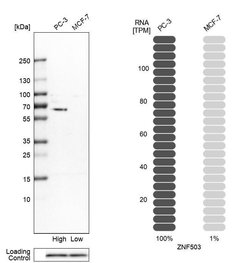 Invitrogen ZNF503 Polyclonal Antibody 100 &mu;L; Unconjugated:Antibodies,