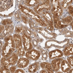 Invitrogen CCPG1 Polyclonal Antibody 100 &mu;L; Unconjugated:Antibodies,