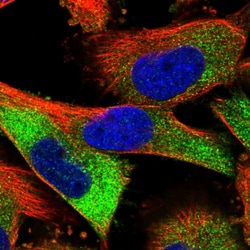 Invitrogen Stabilin 2 Polyclonal Antibody 100 &mu;L; Unconjugated:Antibodies,
