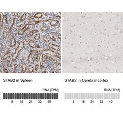 Invitrogen Stabilin 2 Polyclonal Antibody 100 &mu;L; Unconjugated:Antibodies,
