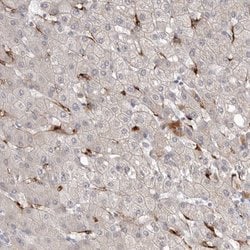 Invitrogen Stabilin 2 Polyclonal Antibody 100 &mu;L; Unconjugated:Antibodies,