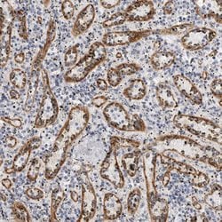 Invitrogen Stabilin 2 Polyclonal Antibody 100 &mu;L; Unconjugated:Antibodies,