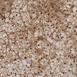 Invitrogen RTP2 Polyclonal Antibody 100 &mu;L; Unconjugated:Antibodies,