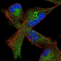 Invitrogen GLT8D2 Polyclonal Antibody 100 &mu;L; Unconjugated:Antibodies,