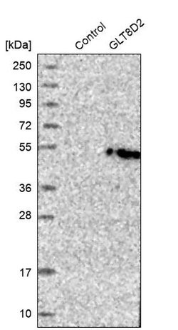 Invitrogen GLT8D2 Polyclonal Antibody 100 &mu;L; Unconjugated:Antibodies,