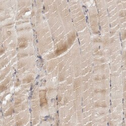 C12orf49 Polyclonal Antibody 100 &mu;L | Buy Online | Thermo Scientific | Fisher Scientific