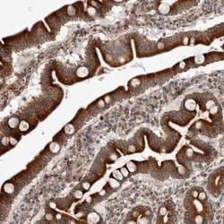 Invitrogen C4orf3 Polyclonal Antibody 100 &mu;L; Unconjugated:Antibodies,