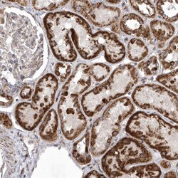 Invitrogen MPZL1 Polyclonal Antibody 100 &mu;L; Unconjugated:Antibodies,