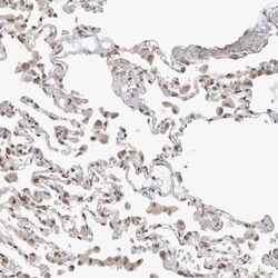 Invitrogen C1orf162 Polyclonal Antibody 100 &mu;L; Unconjugated:Antibodies,