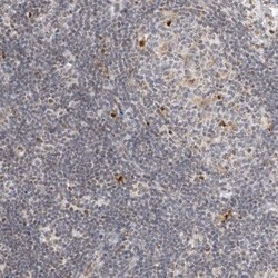 Invitrogen C1orf162 Polyclonal Antibody 100 &mu;L; Unconjugated:Antibodies,