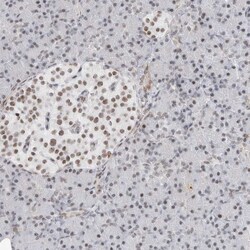Invitrogen C1orf162 Polyclonal Antibody 100 &mu;L; Unconjugated:Antibodies,