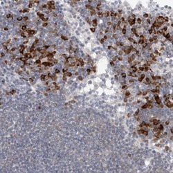 Invitrogen TMEM69 Polyclonal Antibody 100 &mu;L; Unconjugated:Antibodies,