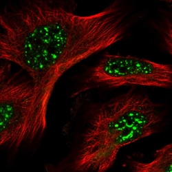 Invitrogen POMP Polyclonal Antibody 100 &mu;L; Unconjugated:Antibodies,
